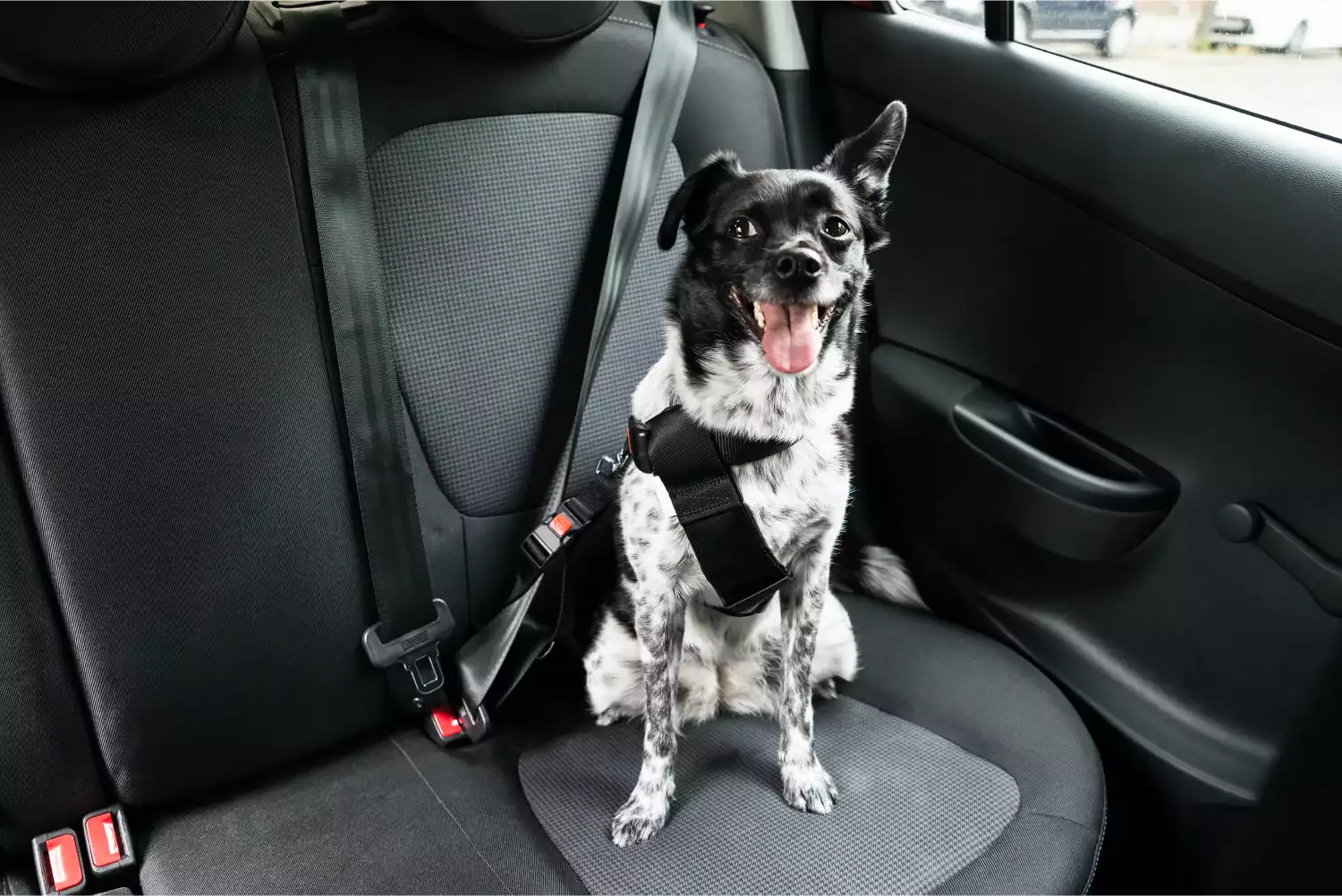 Mercedes-Benz GLC Dog Car Seat Belt for Cairn Terriers