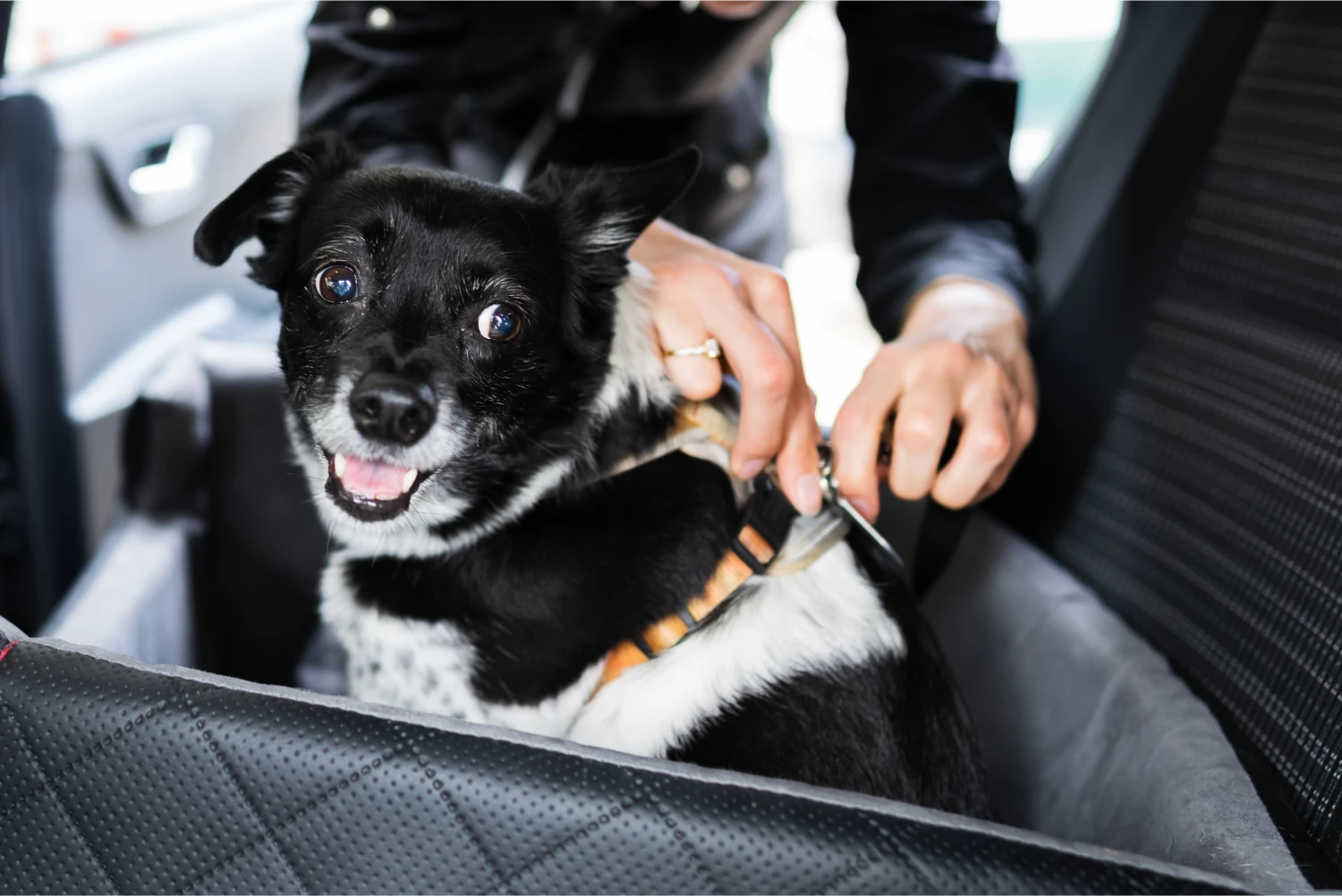 Kia Sportage Dog Safety Belt for Boxers